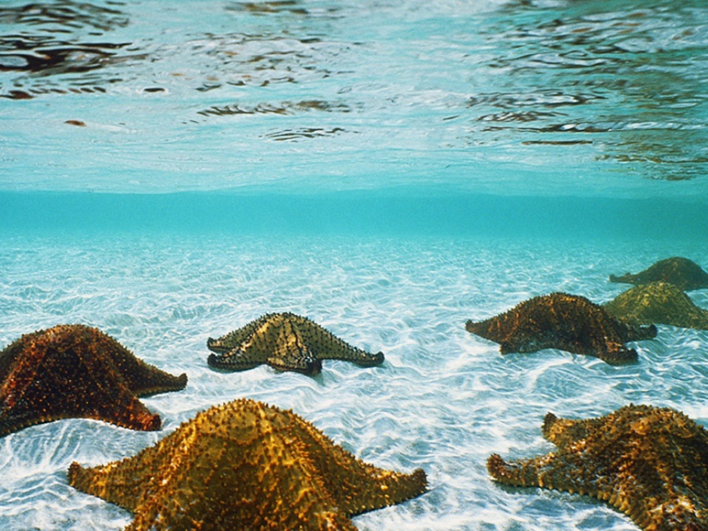 Морские звезды