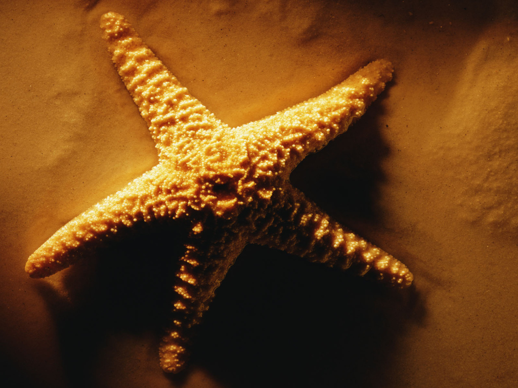 Морская звезда на песке