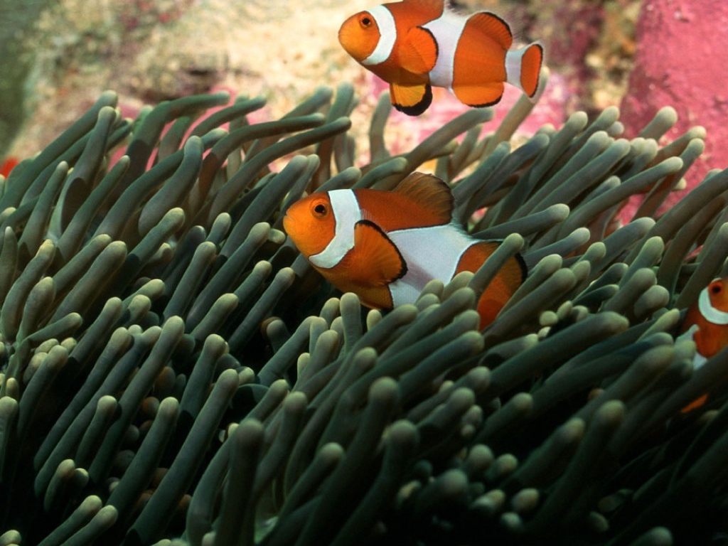 Полосатые рыбки