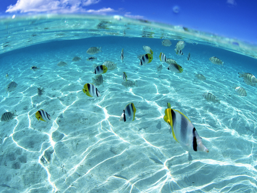 Морские обитатели