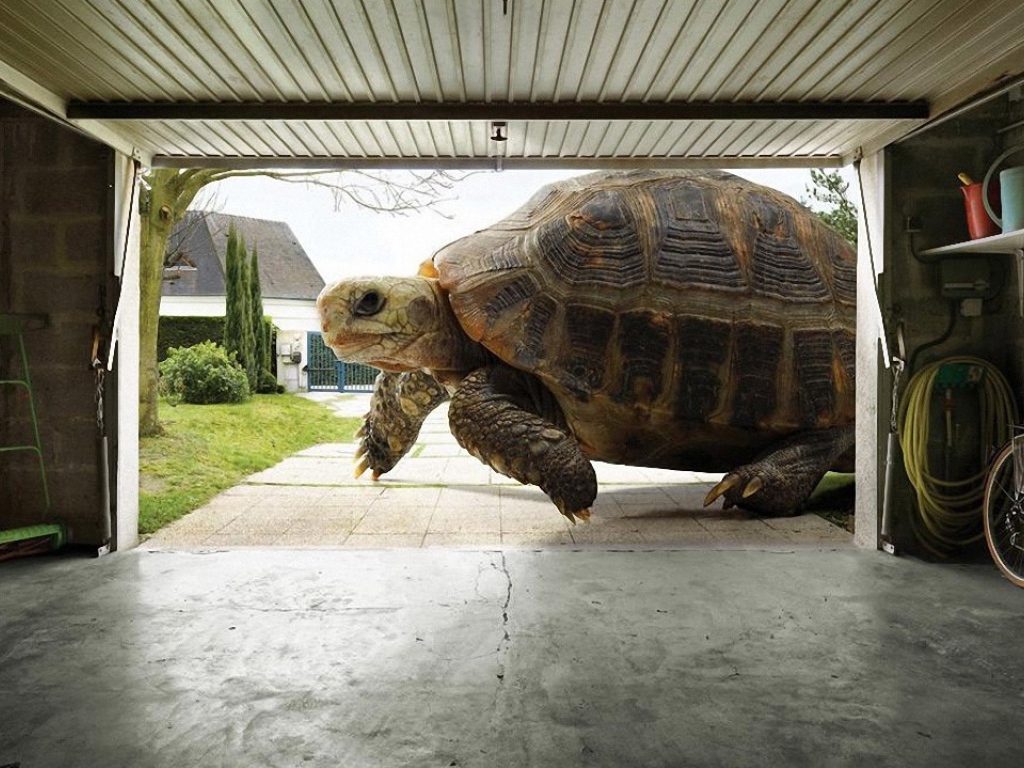 Огромная черепаха
