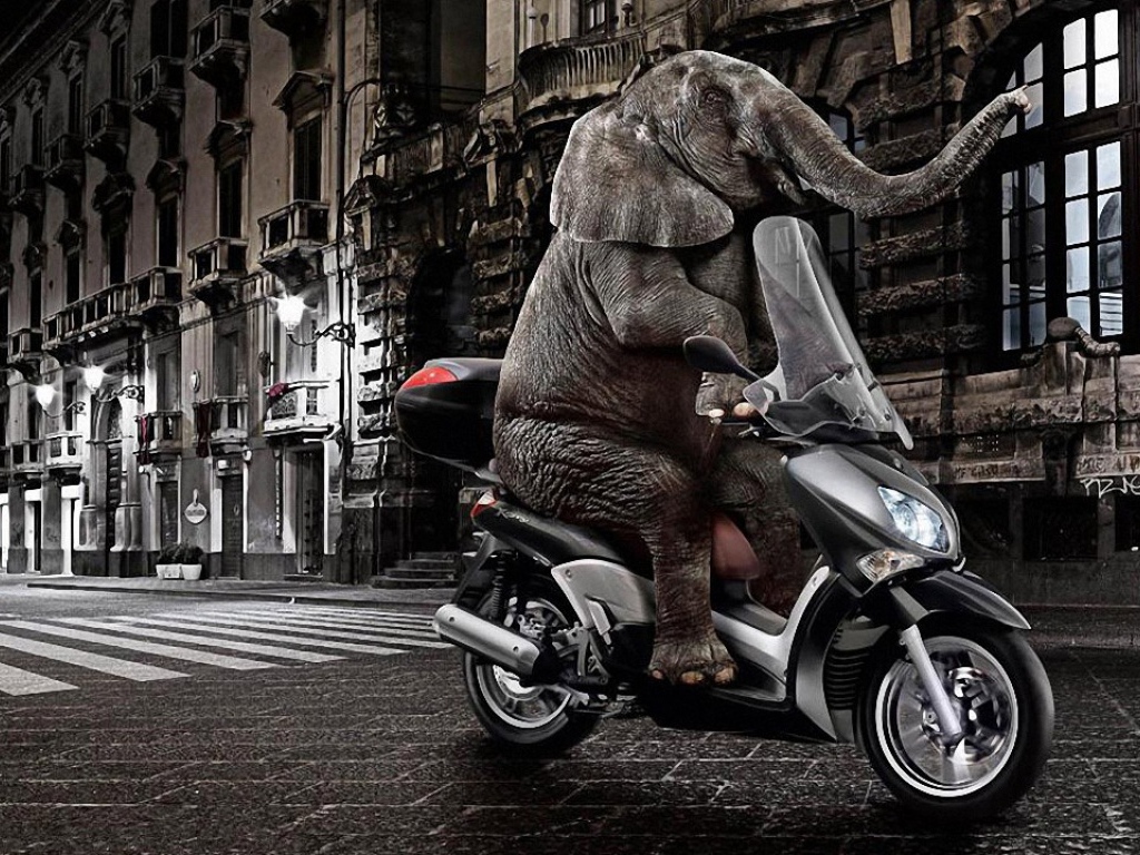 Слон на мопеде
