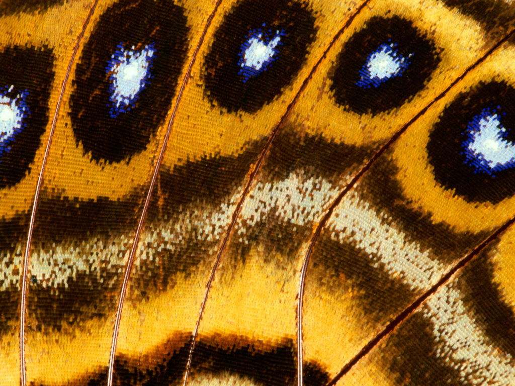 Перья павлина