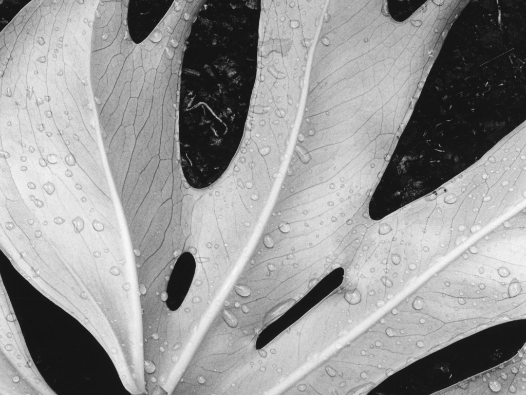 Влажный лист