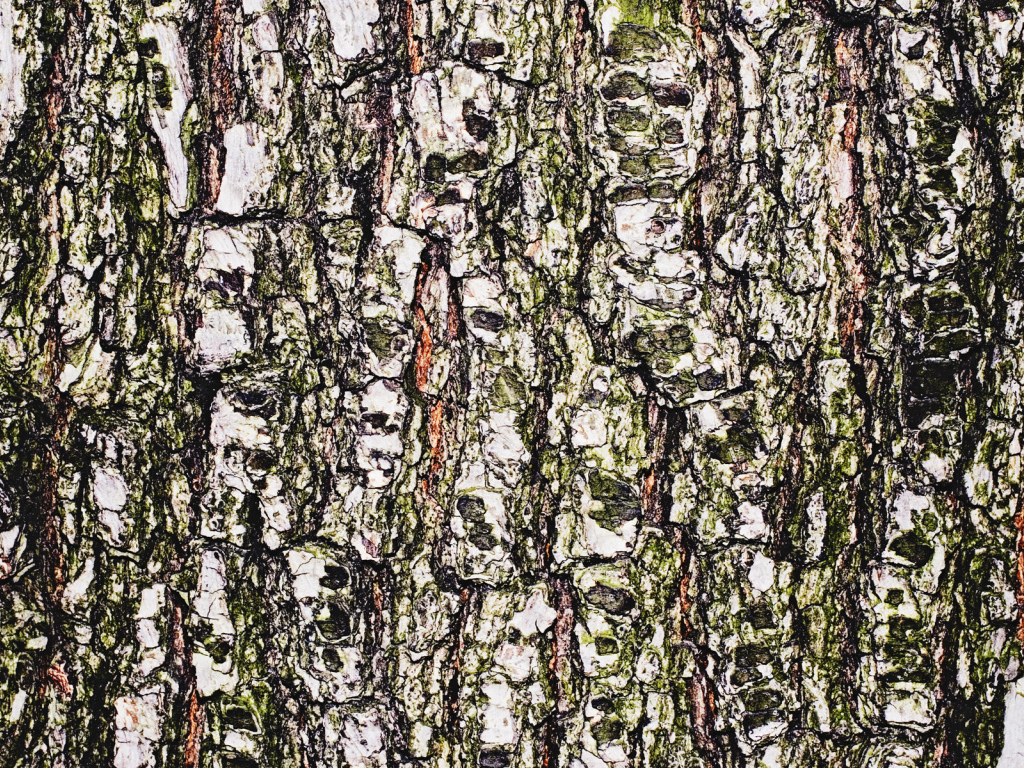 Древесная кора