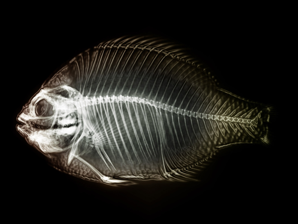 Рентген рыбы