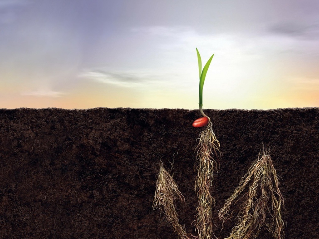 Корни как якорь