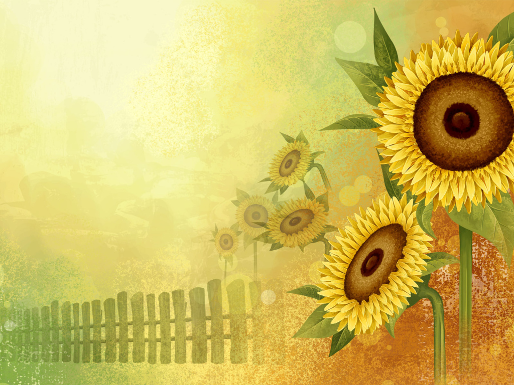 Цветы подсолнуха