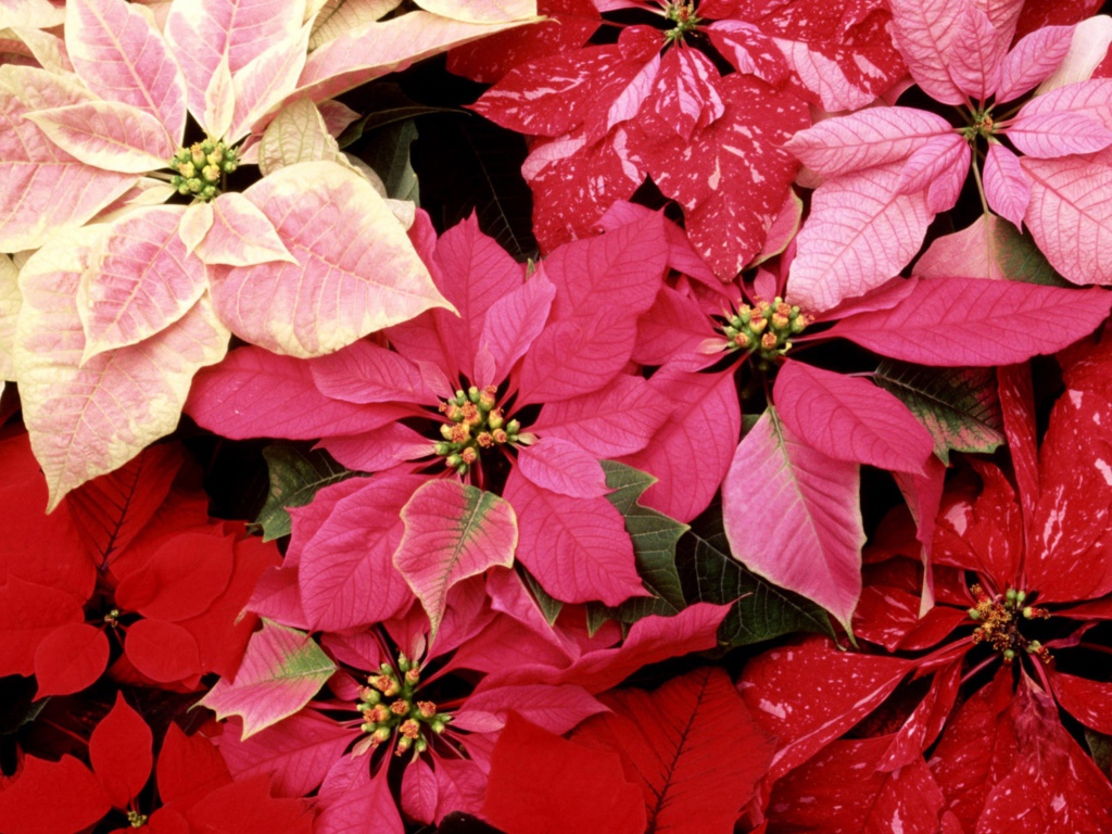 Красивые цветы приятным женщинам