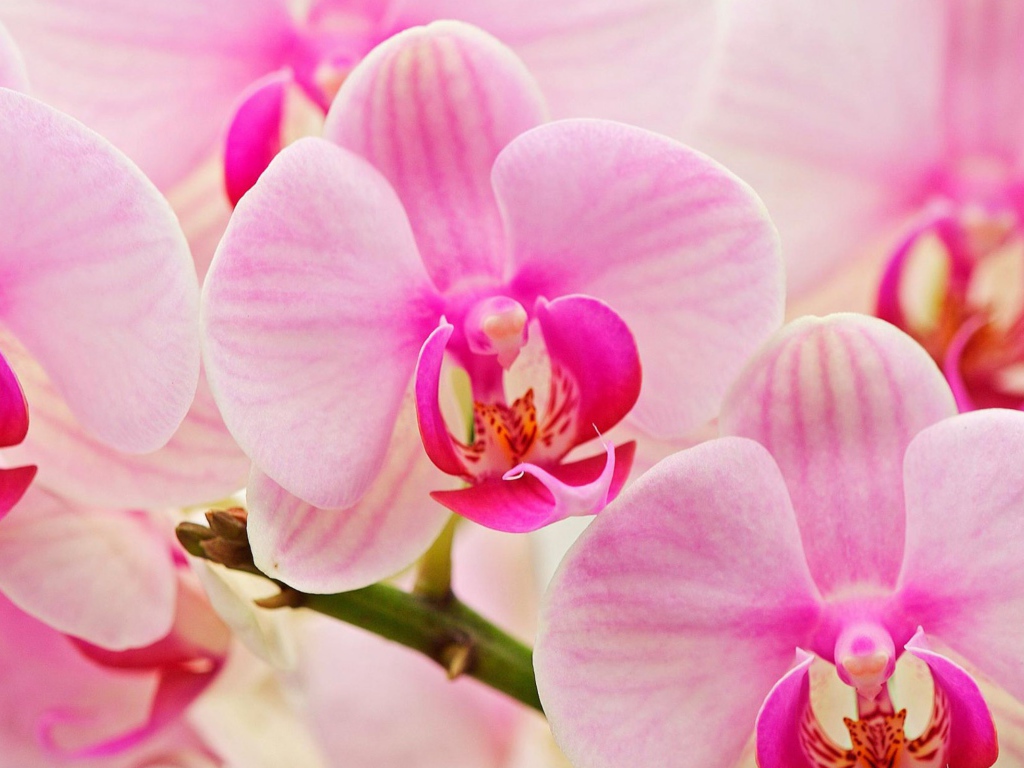 Цветы любимым женщинам