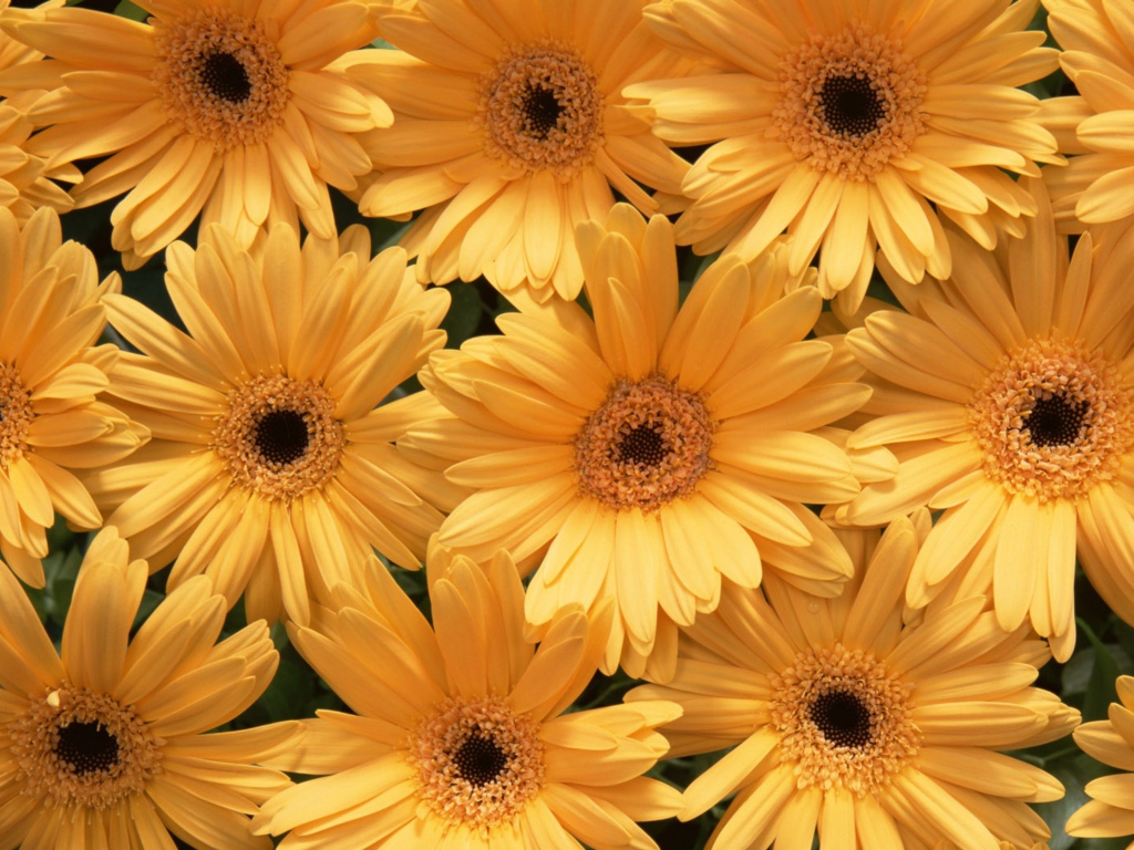 Красивые цветы на Международный женский день