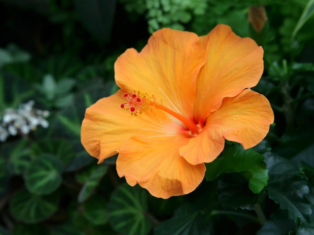 Подарок на 8 марта