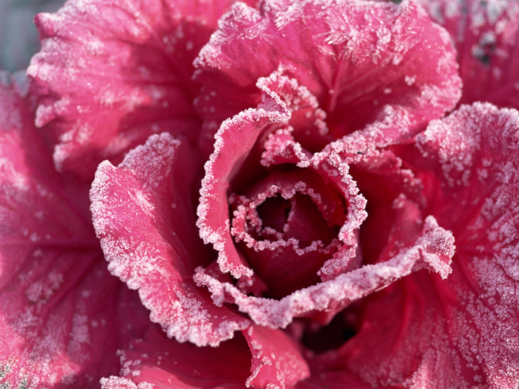 Роза с мороза