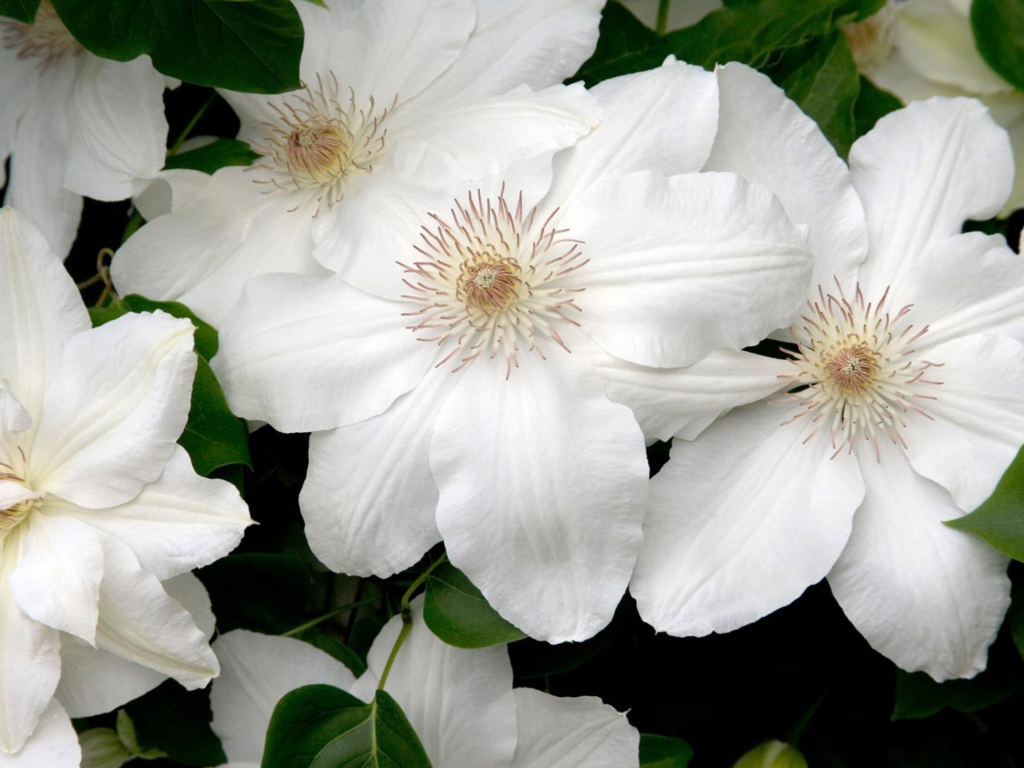 Белые цветы в подарок на 8 марта