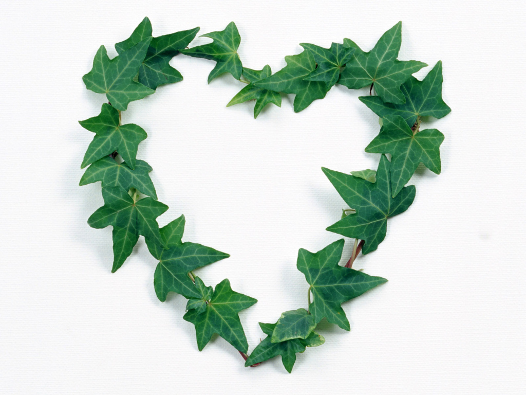 Сердце из листьев