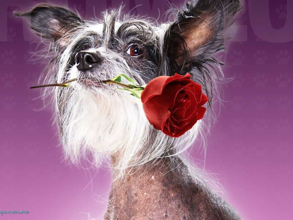 Отель для собак / Hotel for Dogs кино 2009