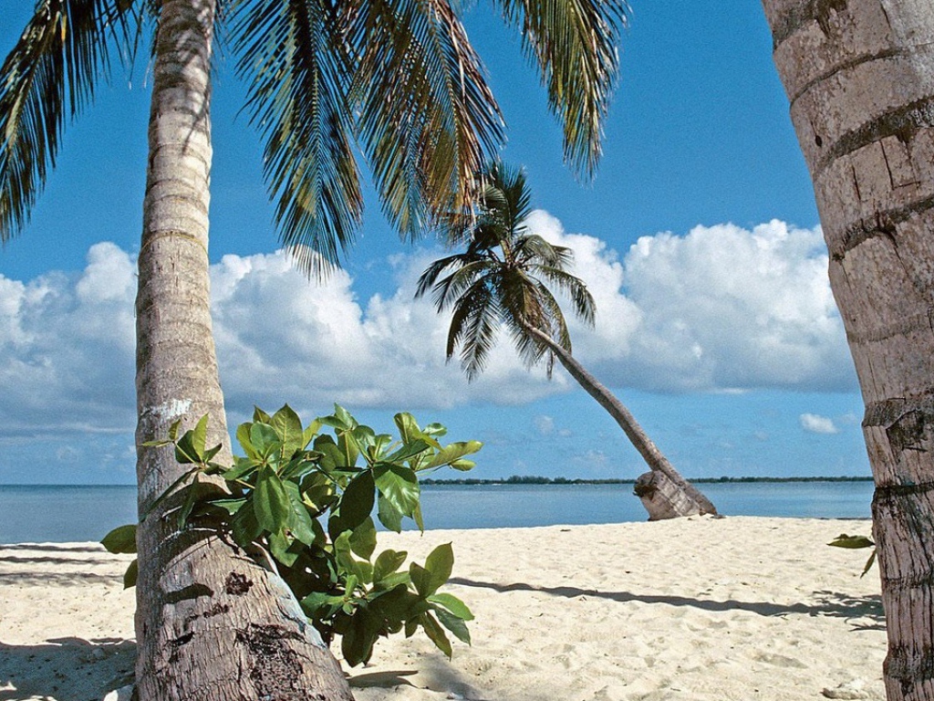 Пальмы на пляже