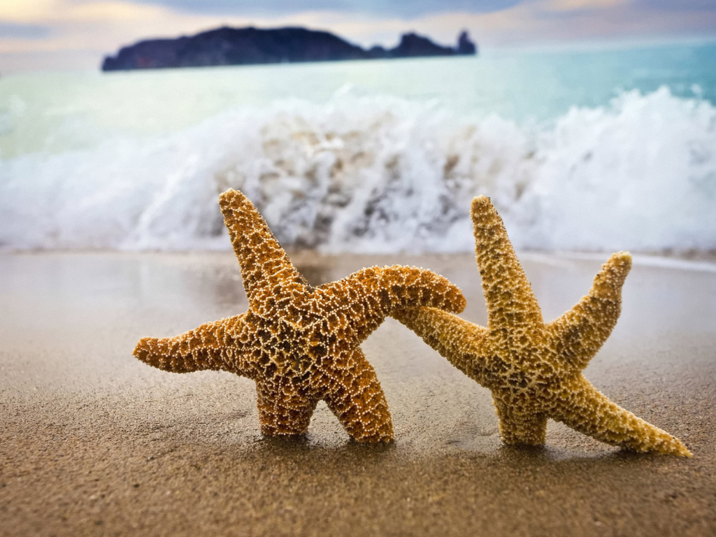 Морские звезды