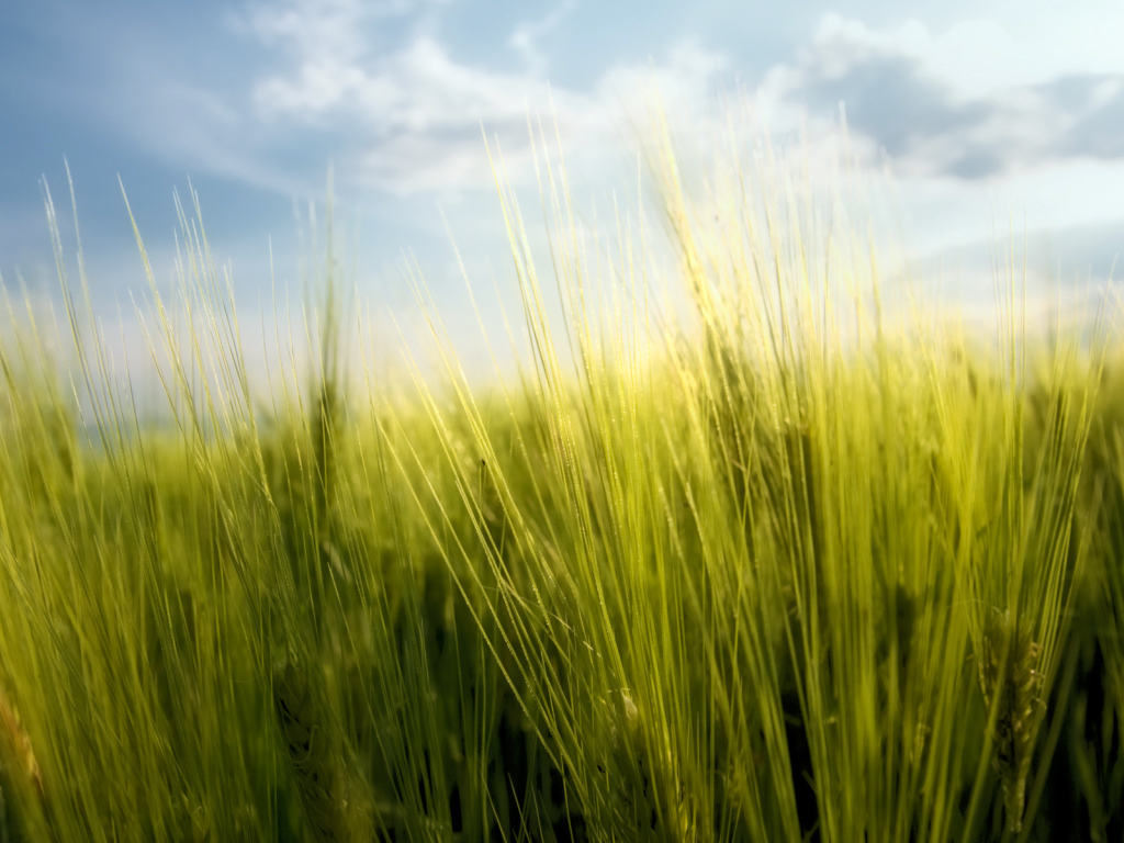 Весенние травинки