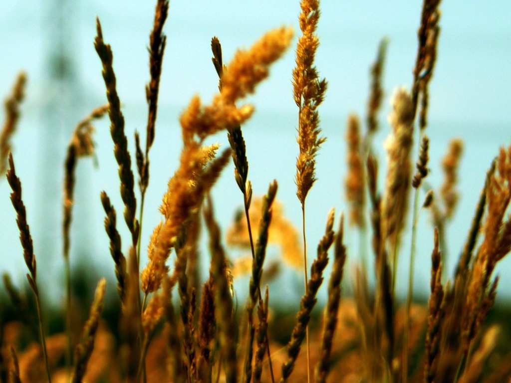 Полевые колоски
