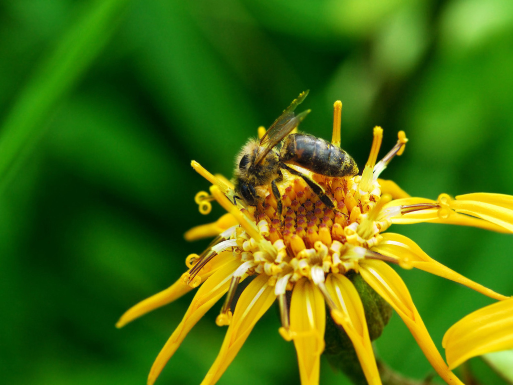Насекомое на цветке