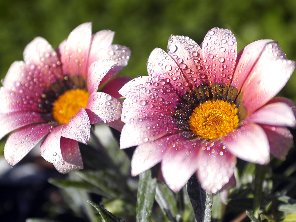 Утренняя роса