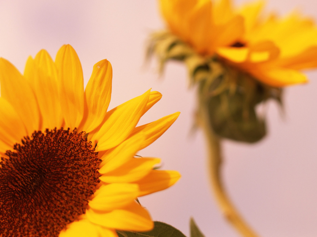 Цветы солнца