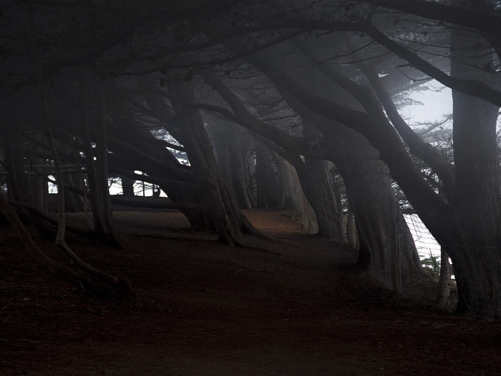 На краю темного леса