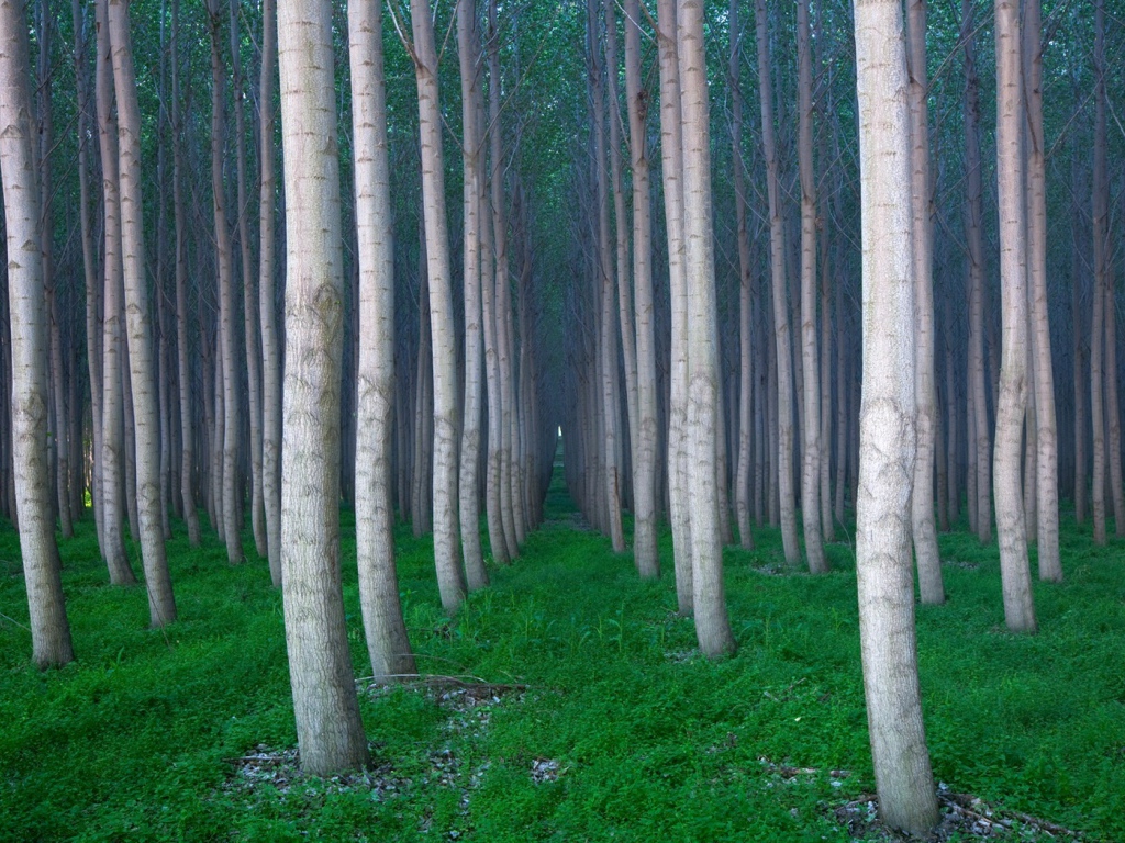 Красивая роща