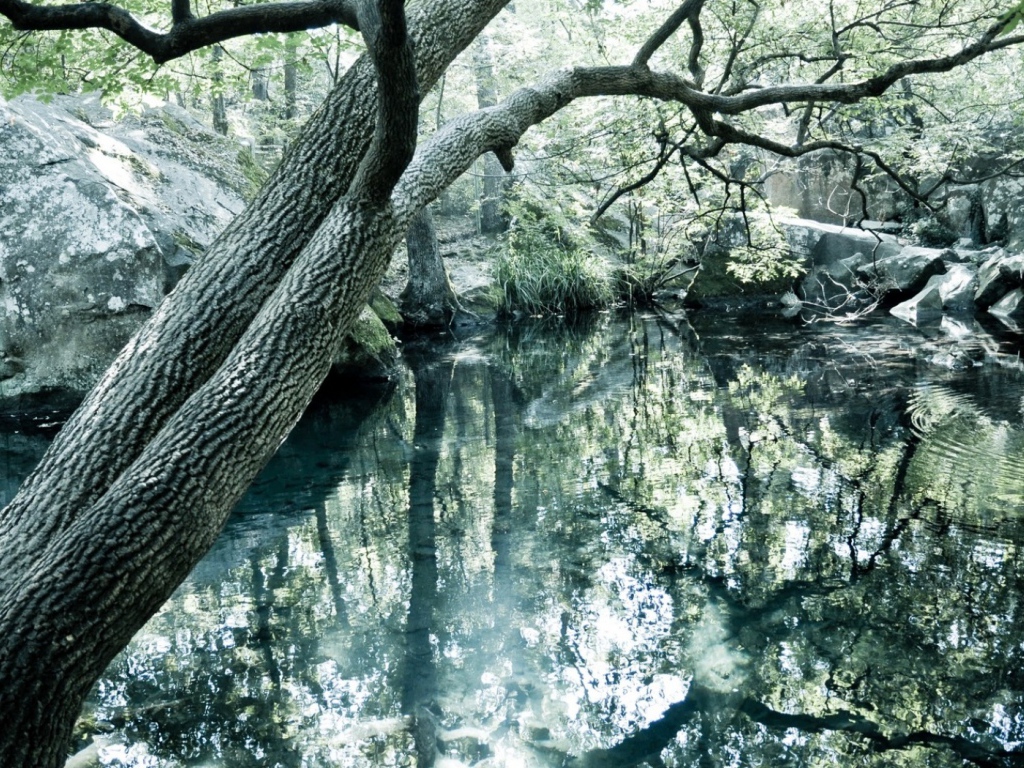 Чистое озеро в лесу