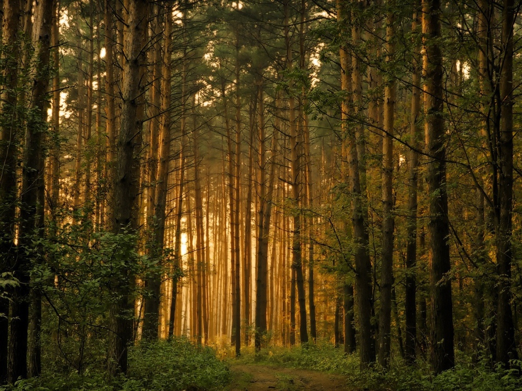 Восточноевропейский лес