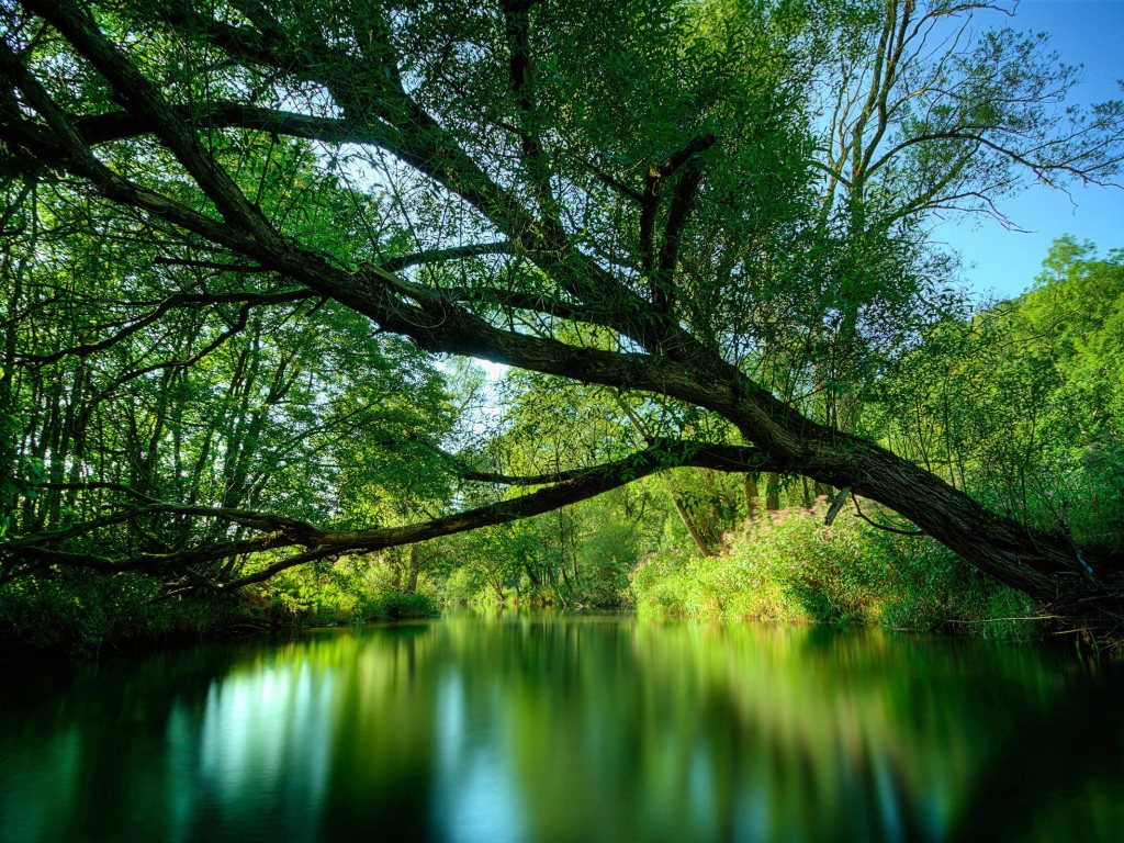 Зеленая лесная река