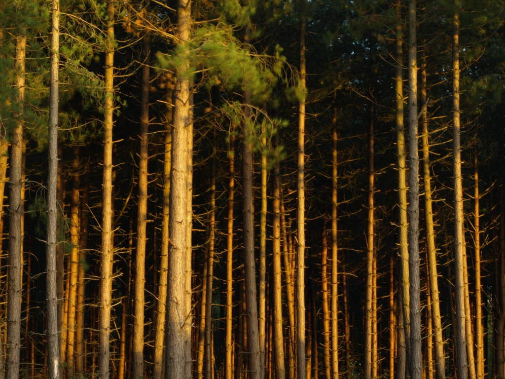 Сосновый бор