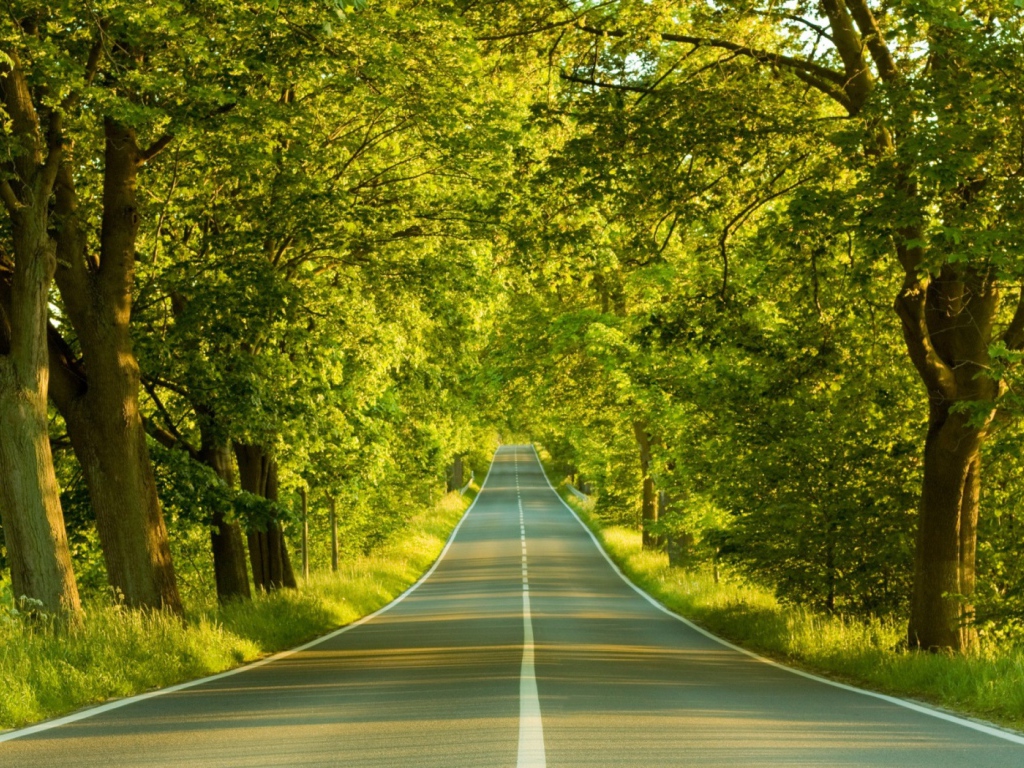 Дорога в солнечном лесу