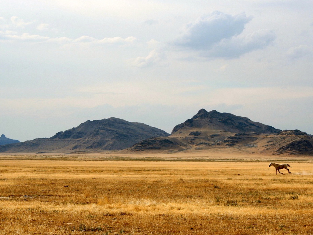 Дикий Запад