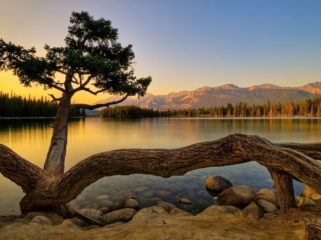 Cтранное дерево