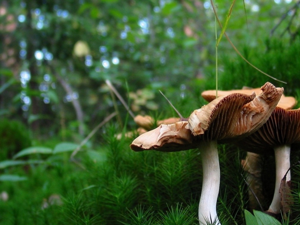 Красивые грибочки