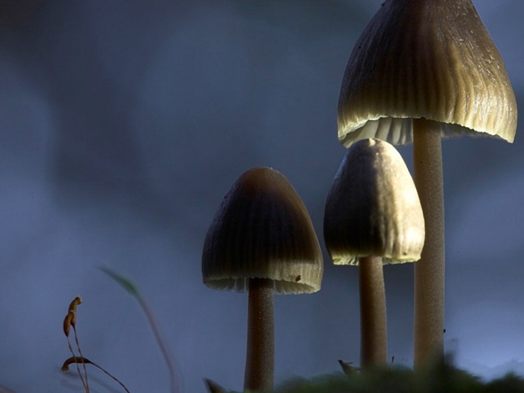 Ядовитые грибы