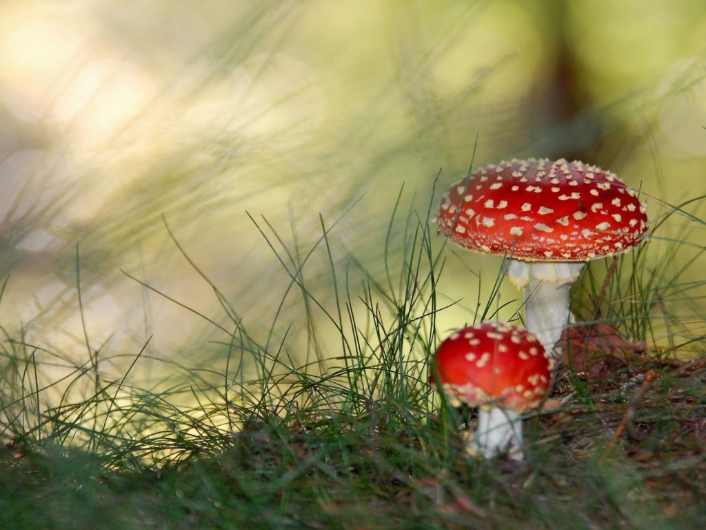 Ядовитые грибы