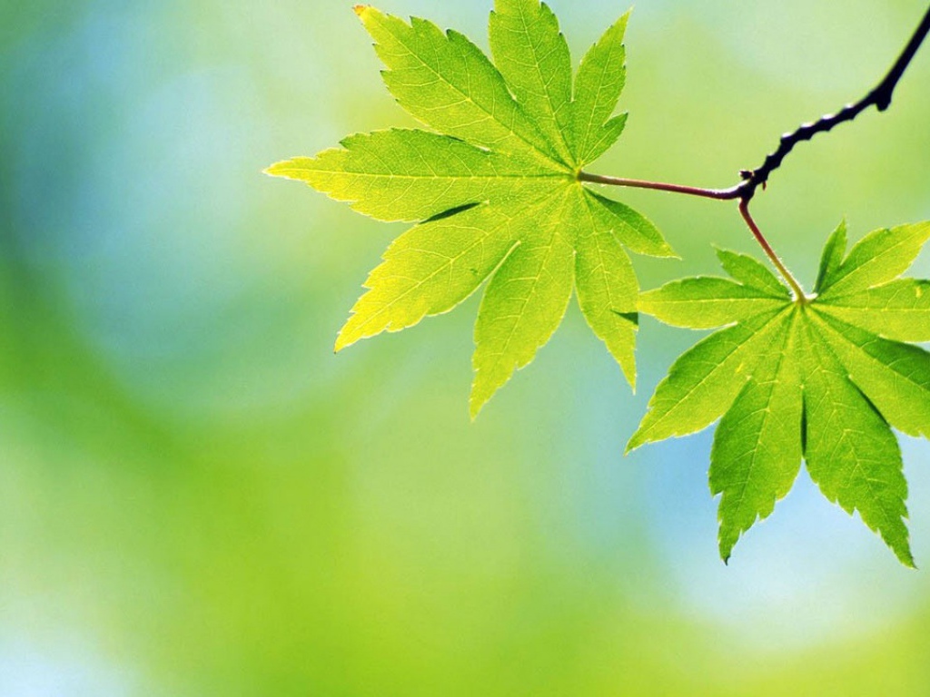 Зеленые весенние листья