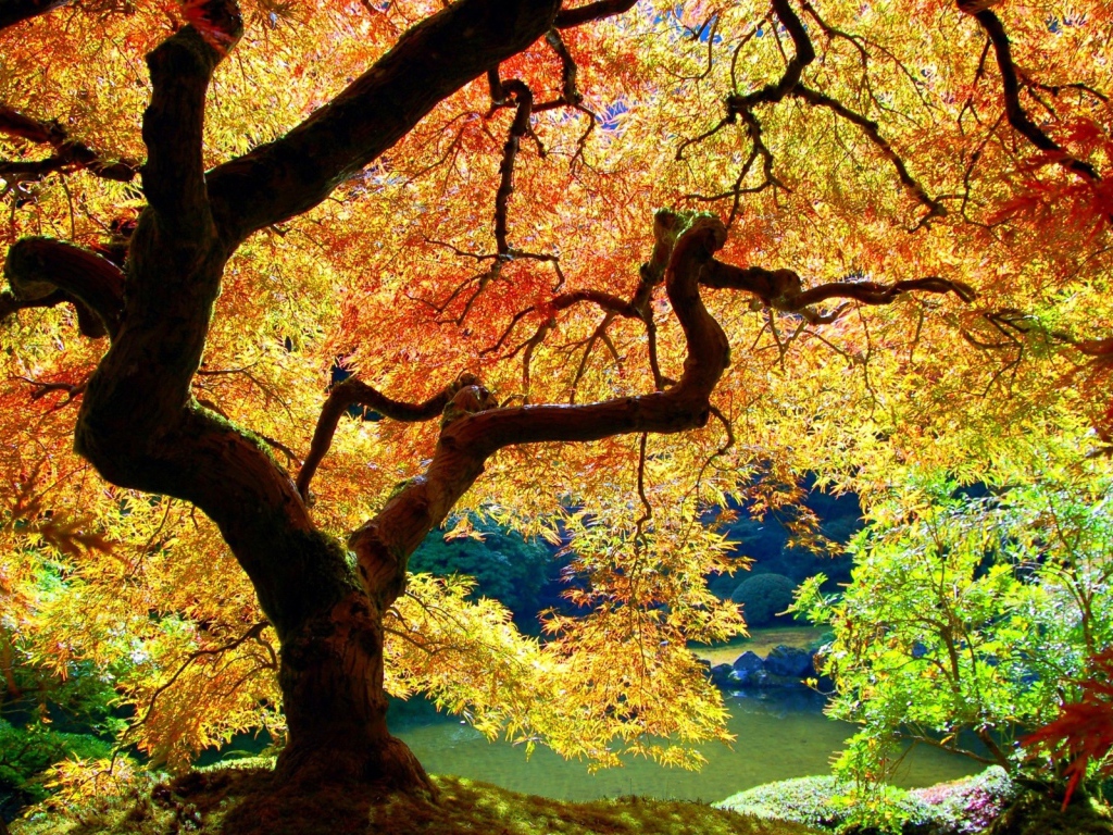 Осеннее дерево