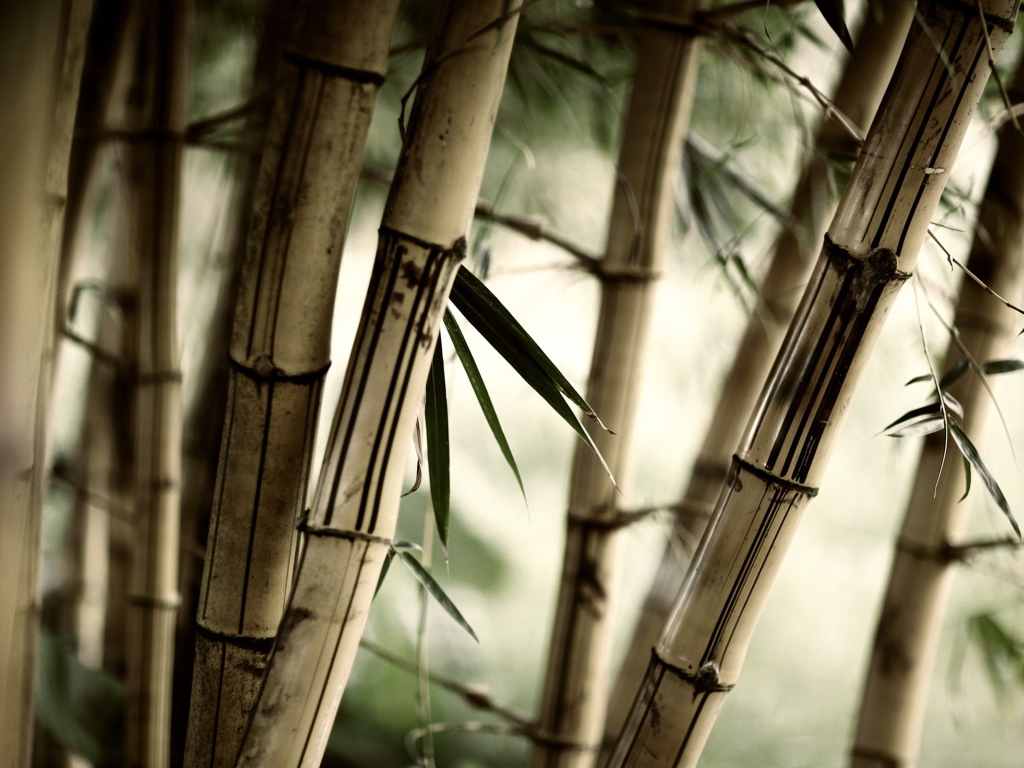 Заросли бамбука