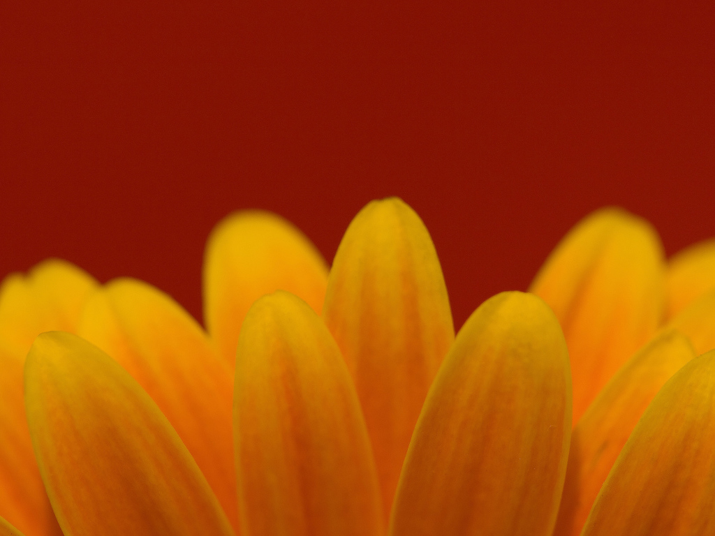 Цветочные лепестки