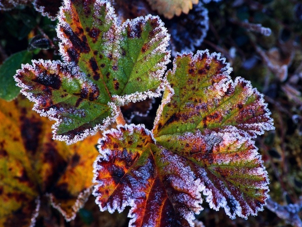 Иней на листах