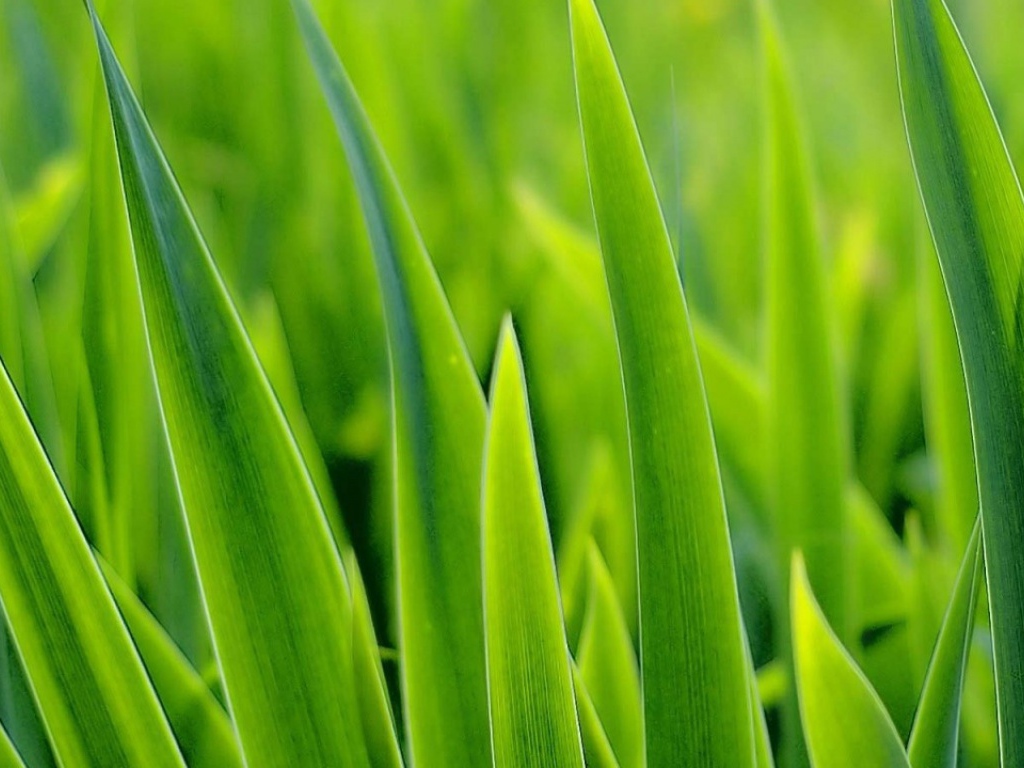 Зеленые травинки