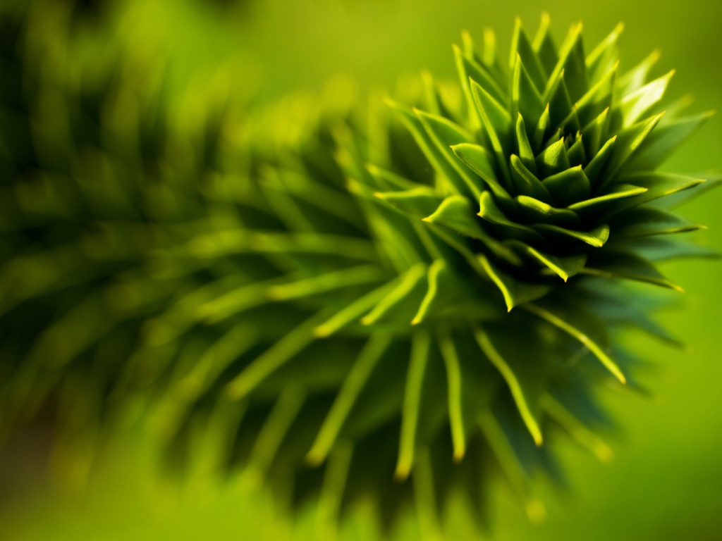 Зеленое растение