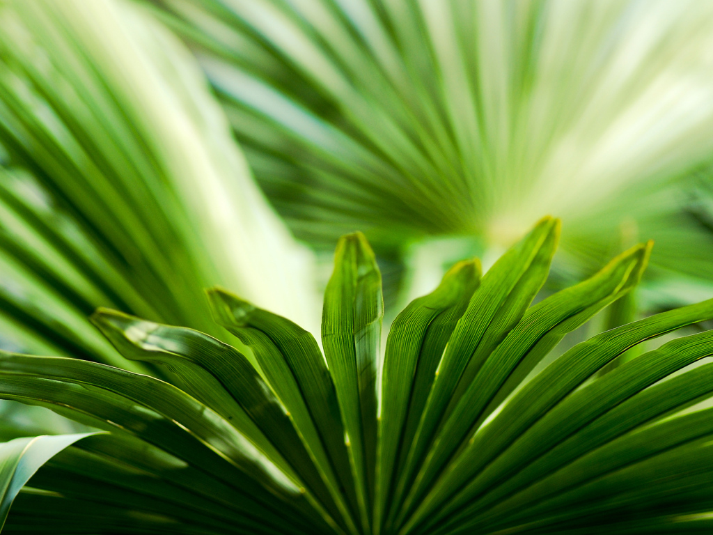 Листья зелени