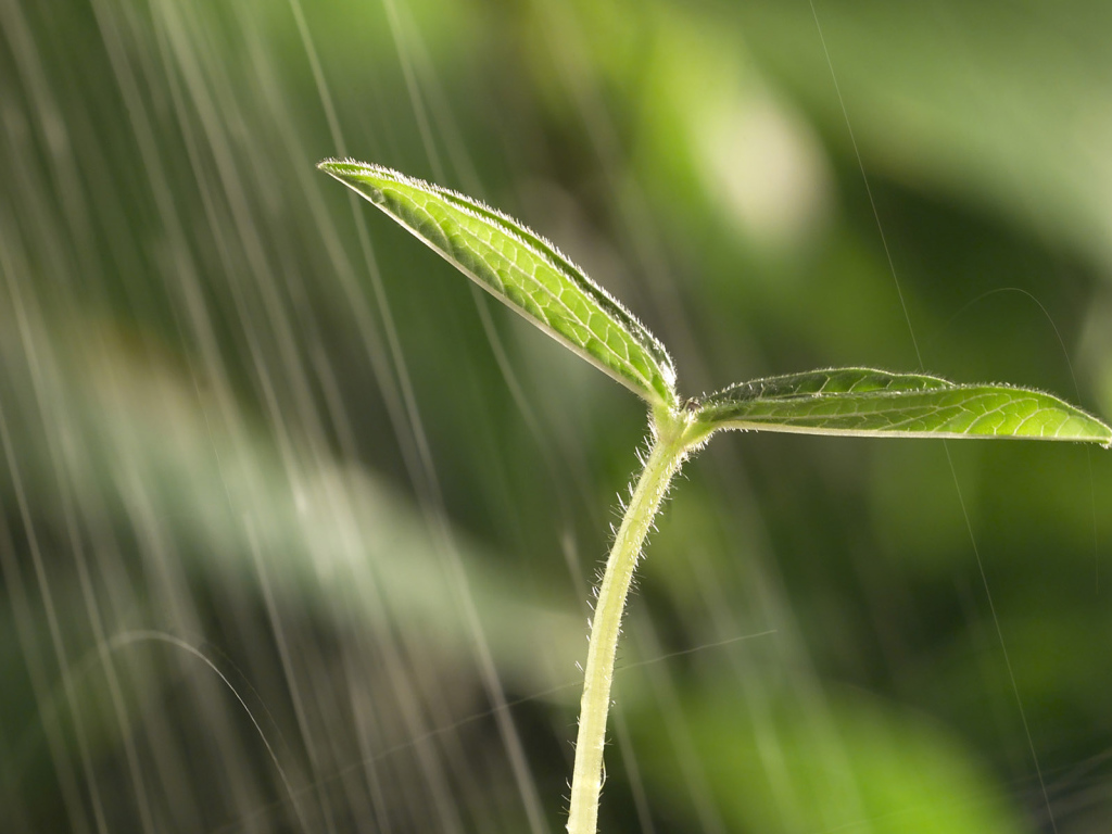 Маленький росток