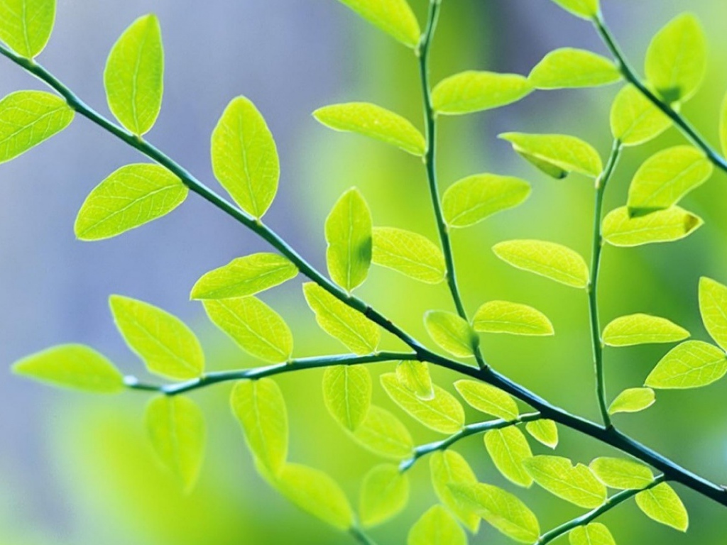 Весенние листья