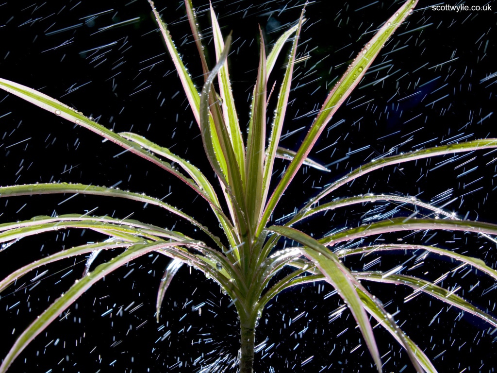  Dracaena